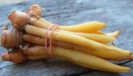 Finger Root Live Plant - Chinese Ginger Starter Plant 4-6 inches - Krachai Herb - Image 1