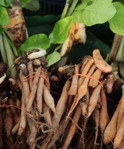 Finger Root Live Plant - Chinese Ginger Starter Plant 4-6 inches - Krachai Herb - Image 4