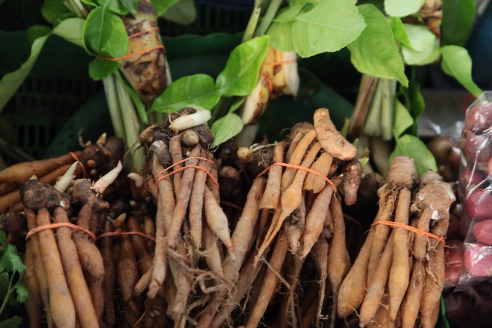 Finger Root Live Plant - Chinese Ginger Starter Plant 4-6 inches - Krachai Herb - Image 4