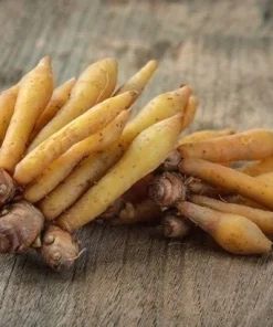 Finger Root Live Plant - Chinese Ginger Starter Plant 4-6 inches - Krachai Herb - Image 5