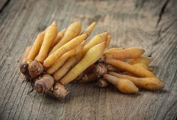 Finger Root Live Plant - Chinese Ginger Starter Plant 4-6 inches - Krachai Herb - Image 5