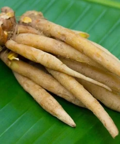 Finger Root Live Plant - Chinese Ginger Starter Plant 4-6 inches - Krachai Herb - Image 6