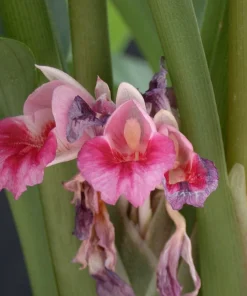 Finger Root Live Plant - Chinese Ginger Starter Plant 4-6 inches - Krachai Herb - Image 8
