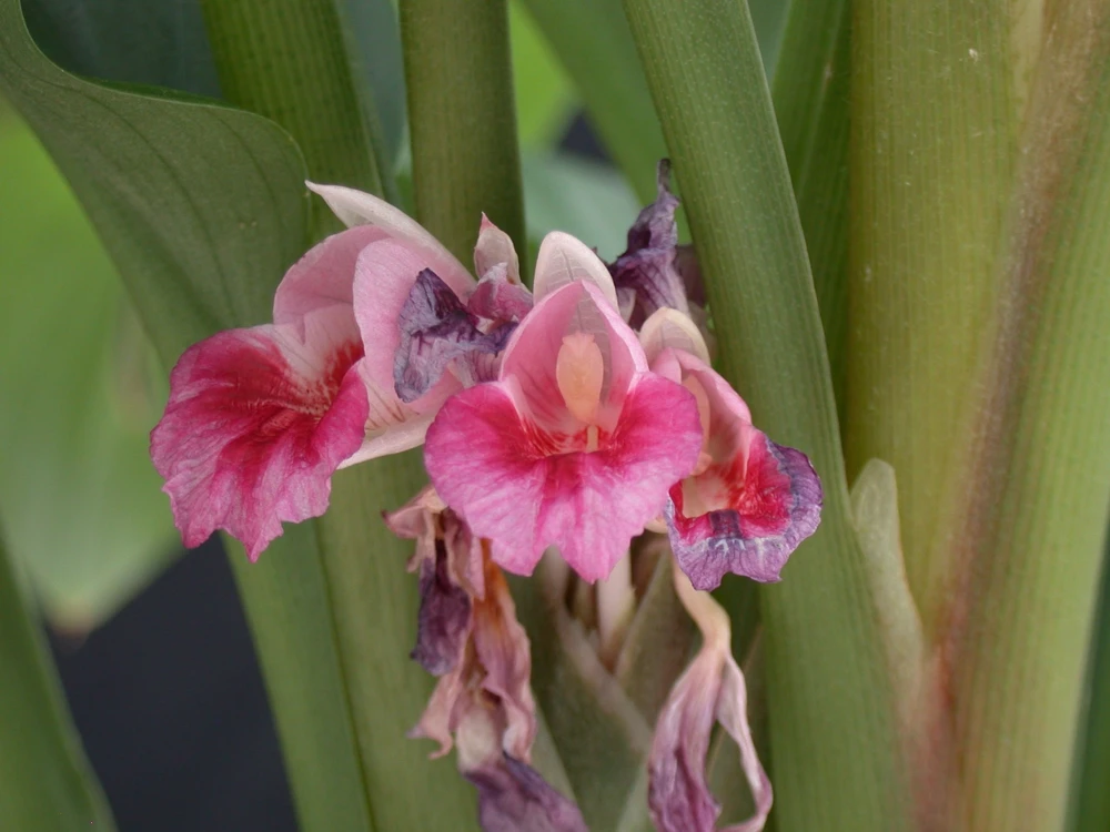 Finger Root Live Plant - Chinese Ginger Starter Plant 4-6 inches - Krachai Herb - Image 8
