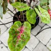Fire Chief Caladium Live Plant - Dazzling Red Foliage, Potted Houseplant - Image 1