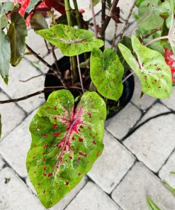 Fire Chief Caladium Live Plant - Dazzling Red Foliage, Potted Houseplant - Image 1
