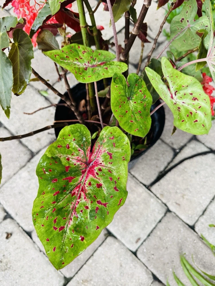Fire Chief Caladium Live Plant - Dazzling Red Foliage, Potted Houseplant - Image 1