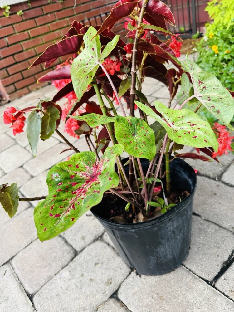 Fire Chief Caladium Live Plant - Dazzling Red Foliage, Potted Houseplant - Image 2