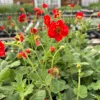 Fireball Scarlet Avens Live Plant - Geum chiloense 'Feuerball' - 3.5 Inch Pot - Image 1