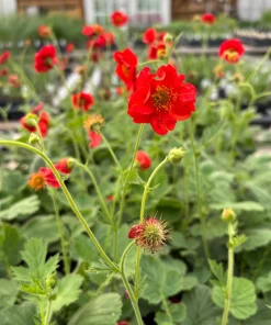 Fireball Scarlet Avens Live Plant - Geum chiloense 'Feuerball' - 3.5 Inch Pot - Image 1