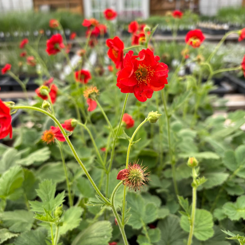Fireball Scarlet Avens Live Plant - Geum chiloense 'Feuerball' - 3.5 Inch Pot - Image 1