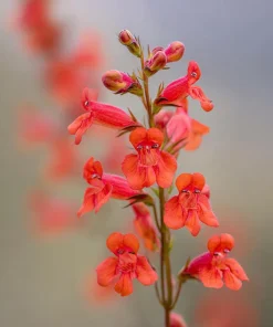 Firecracker Penstemon Seeds – 100 Seeds – Red Flowers for Pollinator Gardens - Image 2