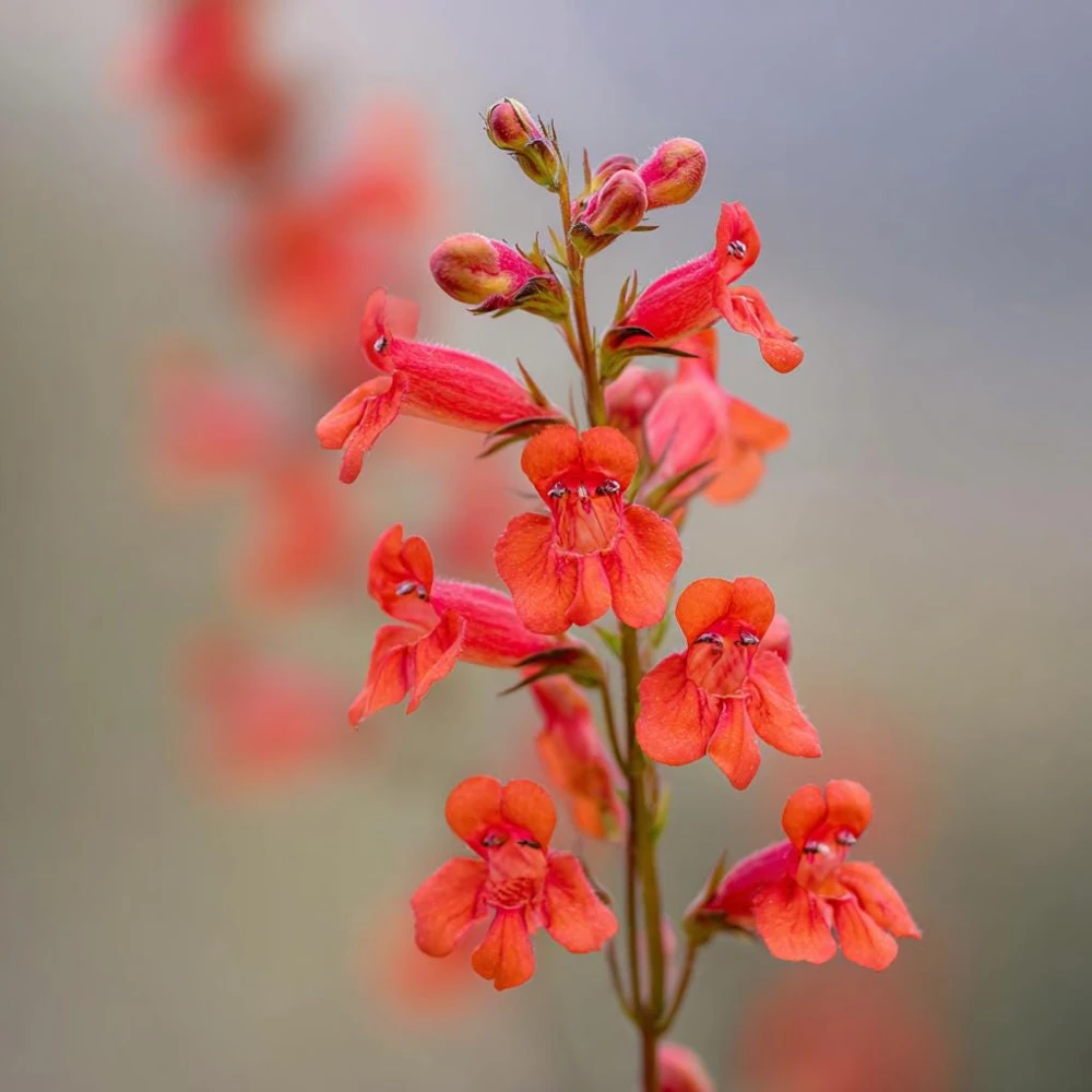 Firecracker Penstemon Seeds – 100 Seeds – Red Flowers for Pollinator Gardens - Image 2