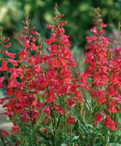 Firecracker Penstemon Seeds – 100 Seeds – Red Flowers for Pollinator Gardens - Image 3
