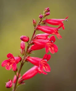 Firecracker Penstemon Seeds – 100 Seeds – Red Flowers for Pollinator Gardens - Image 4