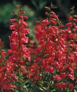 Firecracker Penstemon Seeds – 100 Seeds – Red Flowers for Pollinator Gardens - Image 5