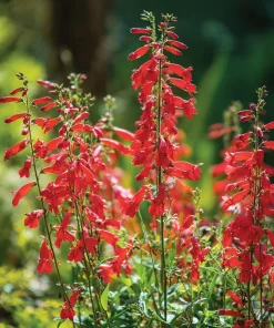 Firecracker Penstemon Seeds – 100 Seeds – Red Flowers for Pollinator Gardens - Image 1