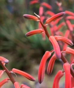 Firecracker Penstemon Seeds - 150 Red Hummingbird Flower Seeds - Image 10
