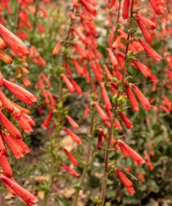 Firecracker Penstemon Seeds - 150 Red Hummingbird Flower Seeds - Image 11