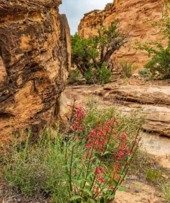 Firecracker Penstemon Seeds - 150 Red Hummingbird Flower Seeds - Image 12