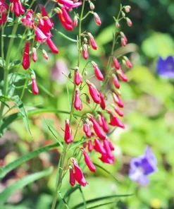 Firecracker Penstemon Seeds - 150 Red Hummingbird Flower Seeds - Image 13