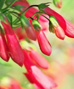 Firecracker Penstemon Seeds - 150 Red Hummingbird Flower Seeds - Image 14