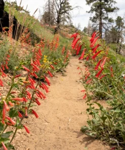 Firecracker Penstemon Seeds - 150 Red Hummingbird Flower Seeds - Image 15