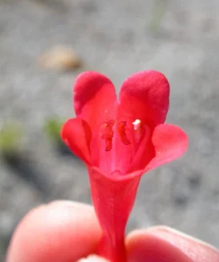 Firecracker Penstemon Seeds - 150 Red Hummingbird Flower Seeds - Image 2