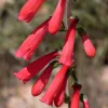 Firecracker Penstemon Seeds - 150 Red Hummingbird Flower Seeds - Image 1