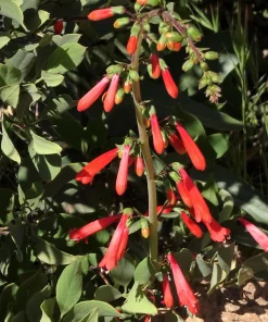Firecracker Penstemon Seeds - 150 Red Hummingbird Flower Seeds - Image 3