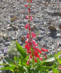 Firecracker Penstemon Seeds - 150 Red Hummingbird Flower Seeds - Image 4