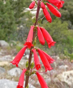 Firecracker Penstemon Seeds - 150 Red Hummingbird Flower Seeds - Image 5