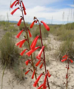 Firecracker Penstemon Seeds - 150 Red Hummingbird Flower Seeds - Image 6