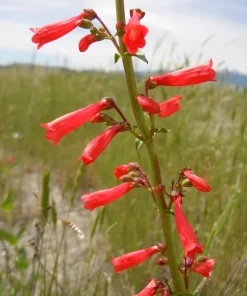 Firecracker Penstemon Seeds - 150 Red Hummingbird Flower Seeds - Image 7