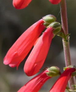 Firecracker Penstemon Seeds - 150 Red Hummingbird Flower Seeds - Image 8