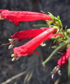 Firecracker Penstemon Seeds - 150 Red Hummingbird Flower Seeds - Image 9