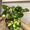Firefly Leopard Plant - Farfugium japonicum 'Firefly' Live Plant for Shade Gardens - Image 1