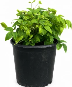 Firepower Nandina Shrub Live Plant - 6-12