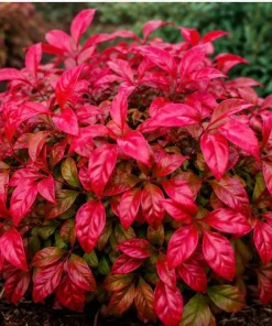 Firepower Nandina Shrub Live Plant - 6-12