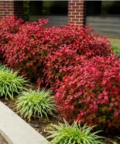 Firepower Nandina Shrub Live Plant - 6-12