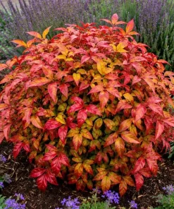 Firepower Nandina Shrub Live Plant - 6-12