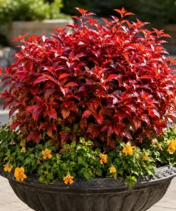 Firepower Nandina Shrub Live Plant - 6-12