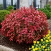 Firepower Nandina Shrub Live Plant - 6-12" Tall Gallon Pot - Outdoor Ornamental Bush - Image 1