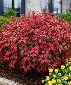 Firepower Nandina Shrub Live Plant - 6-12
