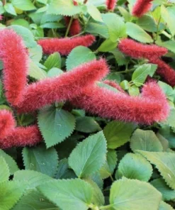 Firetail Chenille Live Plants - Pack of 2, 4-6 Inches Tall - Red Fuzzy Blooms - Image 2