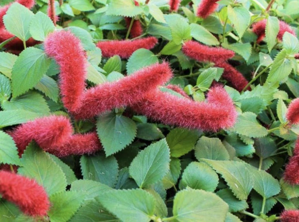 Firetail Chenille Live Plants - Pack of 2, 4-6 Inches Tall - Red Fuzzy Blooms - Image 2