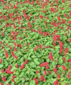 Firetail Chenille Live Plants - Pack of 2, 4-6 Inches Tall - Red Fuzzy Blooms - Image 3