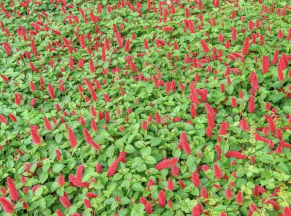Firetail Chenille Live Plants - Pack of 2, 4-6 Inches Tall - Red Fuzzy Blooms - Image 3