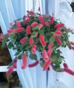 Firetail Chenille Live Plants - Pack of 2, 4-6 Inches Tall - Red Fuzzy Blooms - Image 4