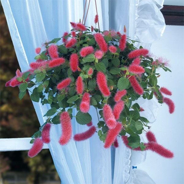 Firetail Chenille Live Plants - Pack of 2, 4-6 Inches Tall - Red Fuzzy Blooms - Image 4